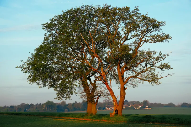 Building Your Personal Dividend Orchard: A Long-Term Approach to Passive Income Generation