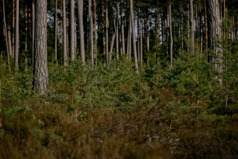 Nature's Portfolio: How Britain's Elite Are Cultivating Wealth Through Commercial Forestry Investment